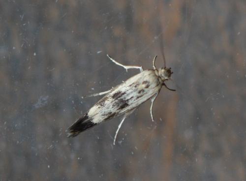 Scythris limbella